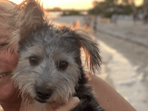 Yorkshire Terrier Puppies for sale in Rochester Hills, MI, USA. price: $950
