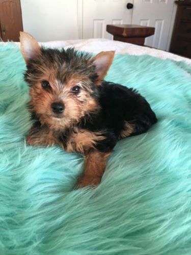 Godly x Yorkshire Terriers ready