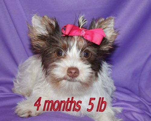 chocolate yorkies puppies