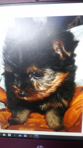 Yorkshire Terrier Puppies for sale in Los Angeles, CA, USA. price: NA
