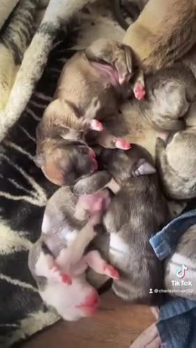 ABKC Bully puppies for sale