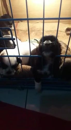 Male and female puppies