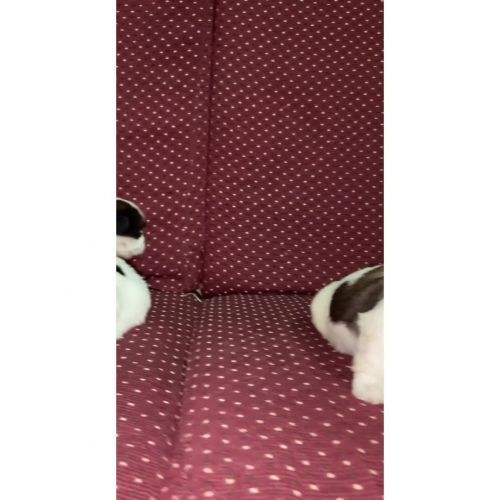 Shih Tzu Puppies for sale in Shanti Nagar, Bengaluru, Karnataka, India. price: 20,000 INR