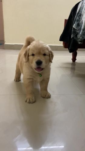 Golden Retriever Puppies for sale in VINOTH VIRUKSHA, Golden George Nagar, Mogappair, Chennai, Tamil Nadu 600107, India. price: 25,000 INR