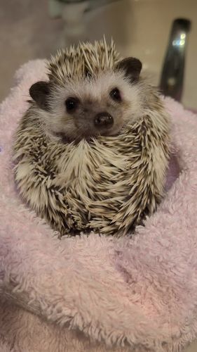 Rehoming juvenile male hedgehog