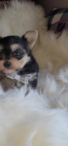Morkie puppy