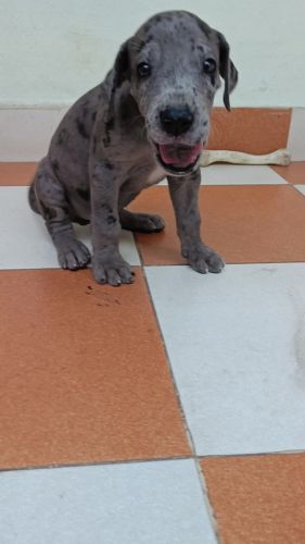 Great Dane Puppies for sale in Ferozguda, Bowenpally, Hyderabad, Telangana, India. price: 18,000 INR