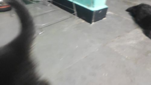 German Shepherd Puppies for sale in Uppuguda, Hyderabad, Telangana 500053, India. price: 12,000 INR