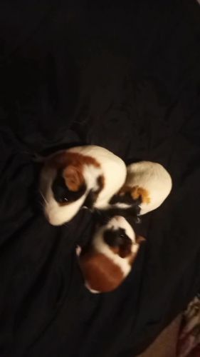 Two different 3 pair guinea pigs