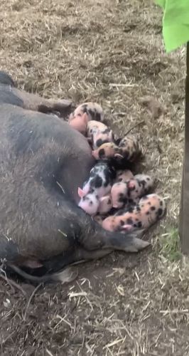 Mini pigs for sale