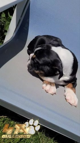 English bulldog puppies