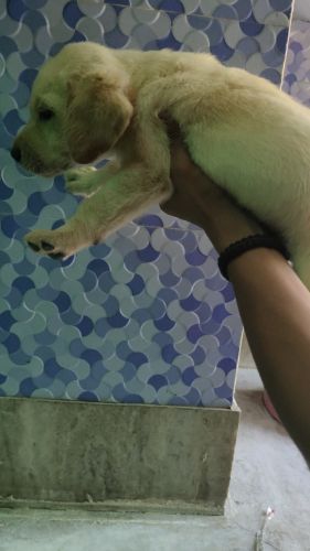 Labrador puppy male and female at 11999 only