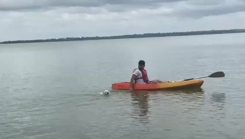 1 Year Old Pomeranian for sale