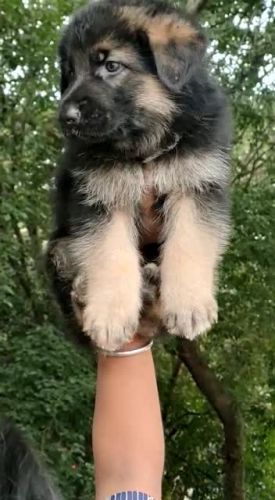 Long coat 35 days German shepherd puppy is available for sale , Bangal