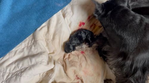 Furever loved schnauzers