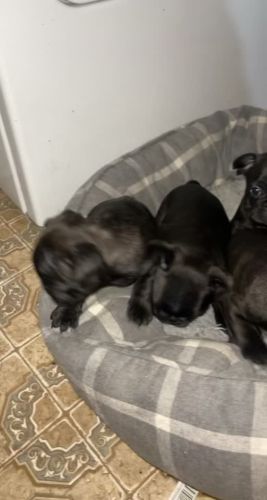 Frenchies for Sale