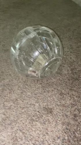 Male hedgehog not a yr old yet !!