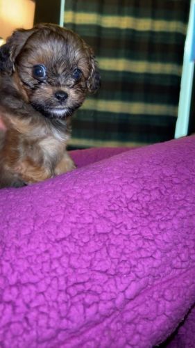 Shih Tzu Puppies for sale in Philadelphia, PA, USA. price: $1,000