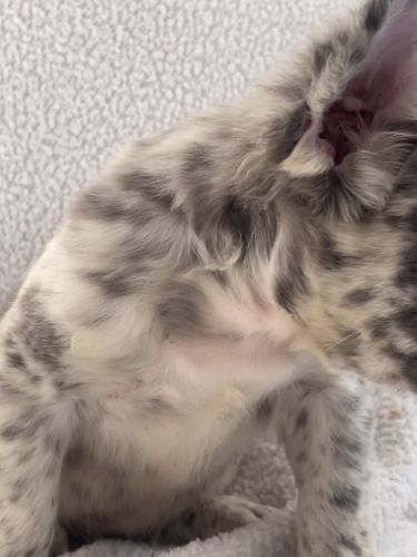 Fluffy Frenchies and Carriers