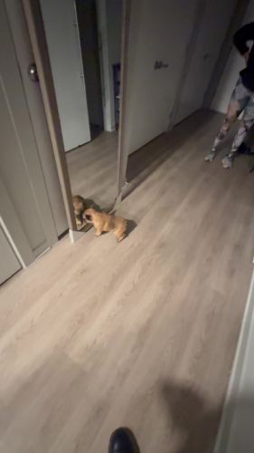 French Bulldog For Sale