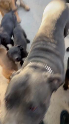 South African Boerboel Puppies For Sale