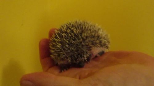 Hedgehog Animals for sale in Waterloo, ON, Canada. price: NA