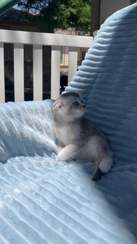 Scottish fold and straight kittens