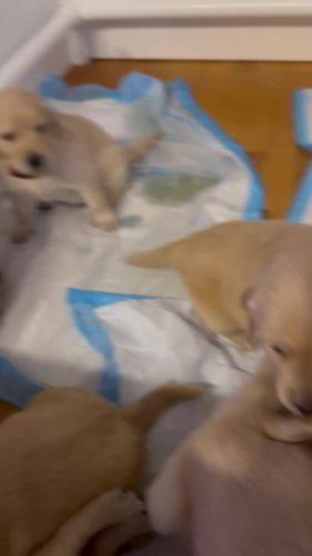 Pure bread golden retrievers