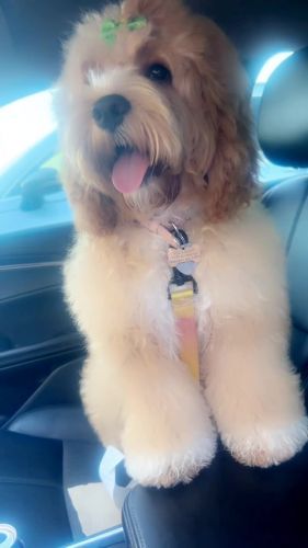 6 month old Cockapoo