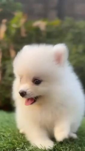 Lovely Toy Pomeranian