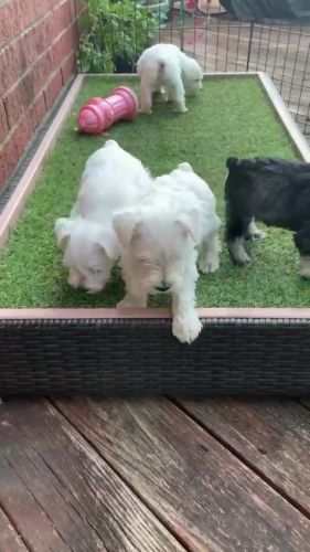 Maltese Puppies for sale in Washington, DC, USA. price: $500