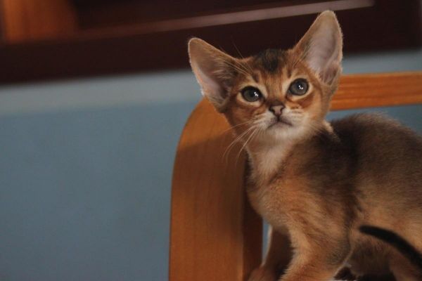 Abyssinian cats.