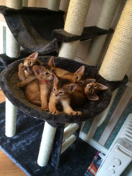 Cute Abyssinian Kittens For Sale