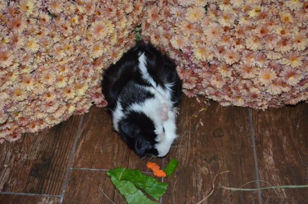 Abyssinian Guinea Pigs