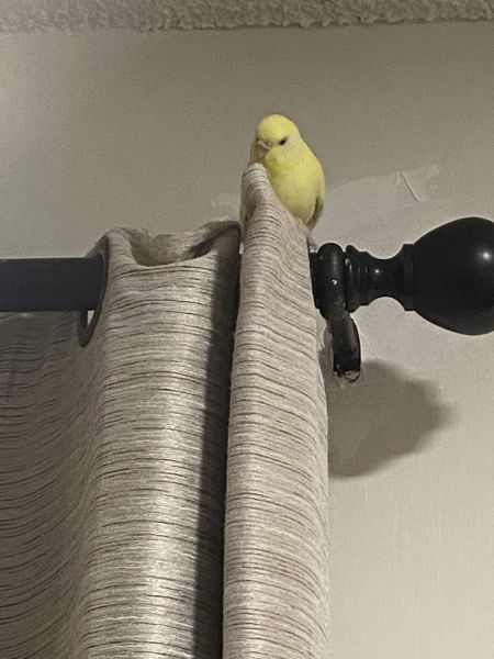 Two budgies birds for sale