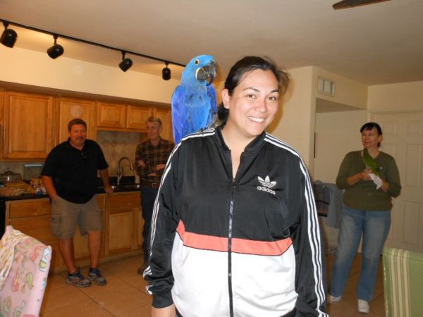 healthy HYACINTH MACAW Ready for sale