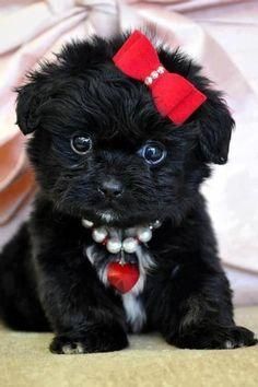 affenpinscher puppies for sale