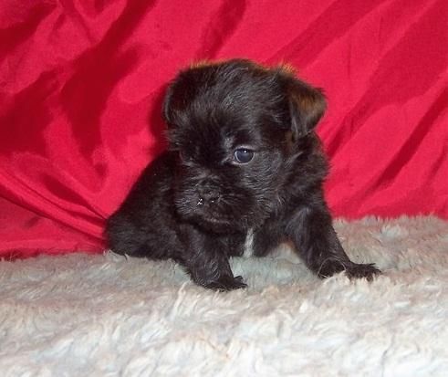 Beauty Affenpinscher ready