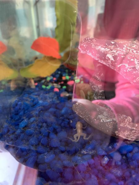 Albino African Dwarf Water Frogs