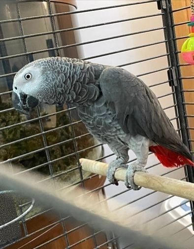 Silly Tame Talking Congo African Grey