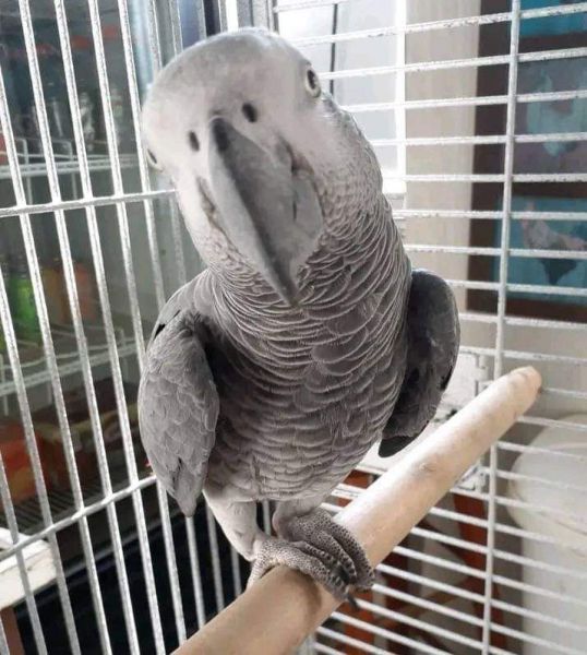 Beautiful African grey parrots for adoption