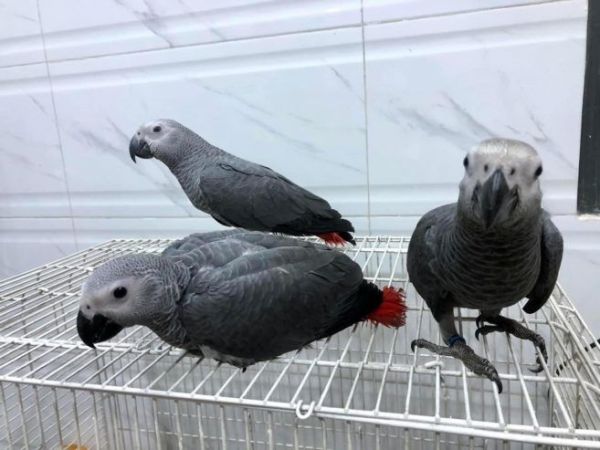 Baby African grey parrots ***