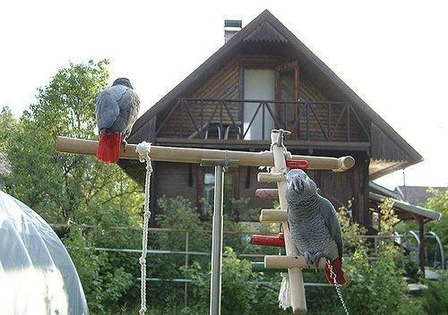 African grey parrot text here***