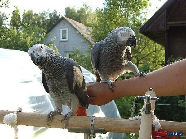 African grey parrots for sale