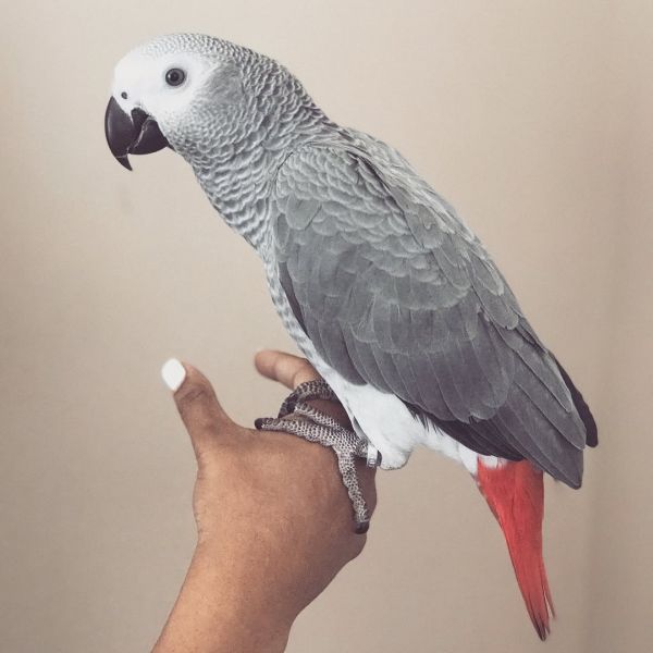 Female African grey parrot for sale