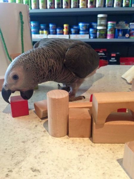 Male and female African Grey parrots