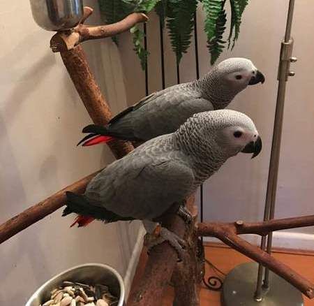 HAND REARED AFRICAN GREY PARROTS AVAILABLE