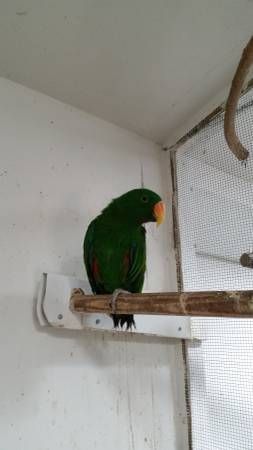 Male and Female Grand Eclectus Parrots