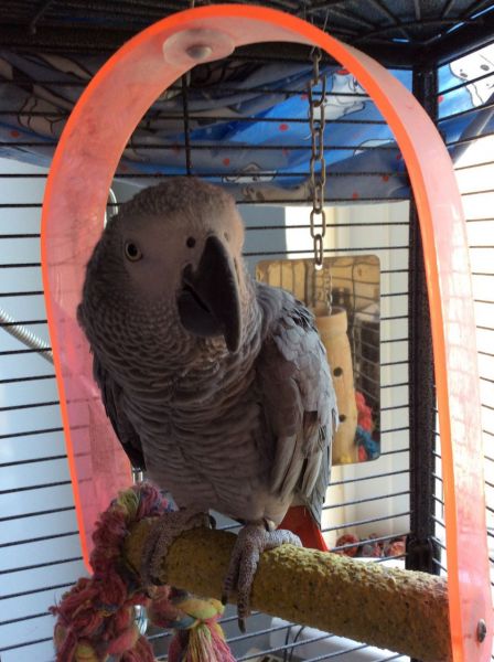 Beautiful Adult African Grey Parrot
