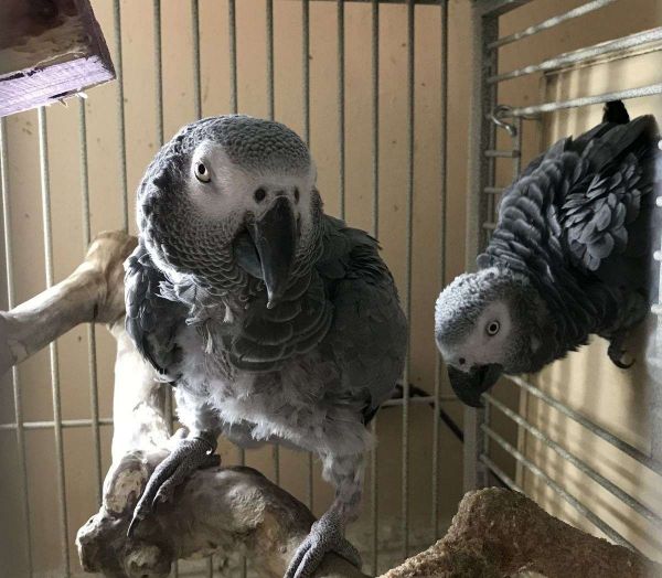 baby african greys